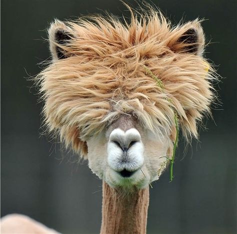 Andy Warhol meets Kate Gosselin meets FIERCE | Community Post: 13 Animals With Fabulous Hair Shaved Alpaca, Mini Ponies, Drawing Elements, Animal Pics, Sweet Animals, Animal Planet, An Animal, Bad Hair, Hair Humor