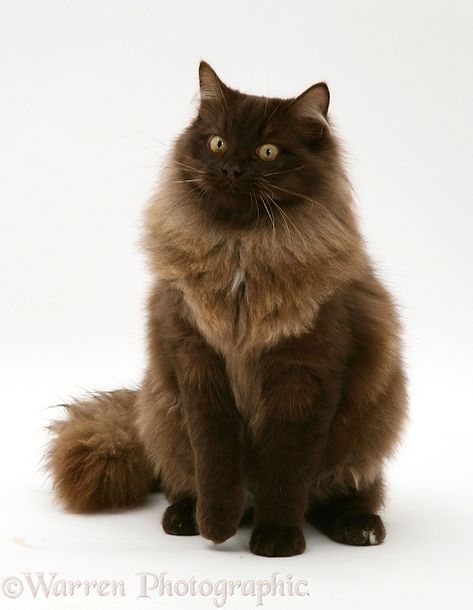 Photograph of Chocolate Birman-cross cat. Rights managed white background image. York Chocolate Cat, York Chocolate, Chocolate Cat, Domestic Cat Breeds, Cat Dark, Birman Cat, Dream's Cat, Söt Katt, Cat Reference