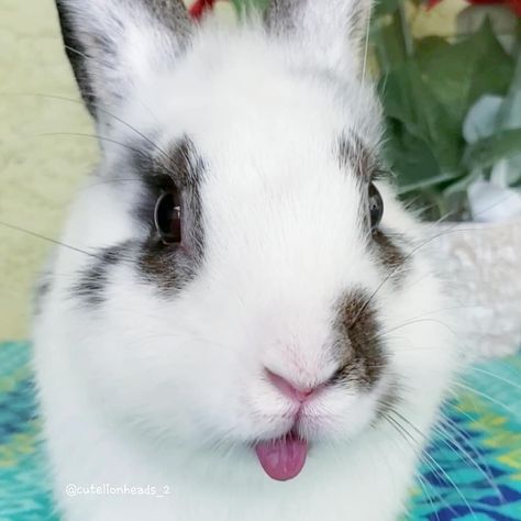 Bunny Tongue, Tongue Out Tuesday, Bunny Stuff, Funny Rabbit, Happy Bunny, Rabbit Art, Monthly Subscription, Small Animals, Subscription Box