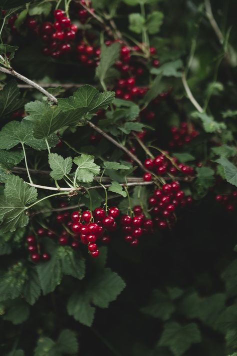 Red Currant Aesthetic, Cranberries Photography, Harvesting Photography, Cranberry Plant, Harvest Photography, Harvest Aesthetic, Cranberry Tree, Currant Bush, Red Currants