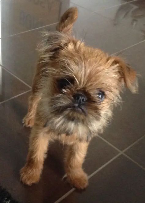 85+ Best Brussels Griffon Dog Names - The Paws Brussels Griffon Dog, Brussel Griffon Dogs, Griffin Dog, Brussels Griffon Puppies, Dog Name Ideas, Griffon Dog, Brussels Griffon, Name Ideas, Pet Stuff