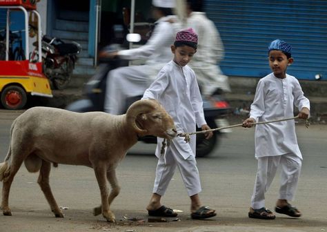 "Is it appropriate to let children watch the slaughtering of Al Uduheya in ‘Eid ul Adha? Or would it have negative psychological impacts on them?" Eid Ul Adha Images, Aid Al Adha, Eid Mubarak Status, Eid Mubarak Photo, Eid Mubarak Quotes, Eid Holiday, Eid Ul Azha, Eid Mubarak Images, Islamic Holidays