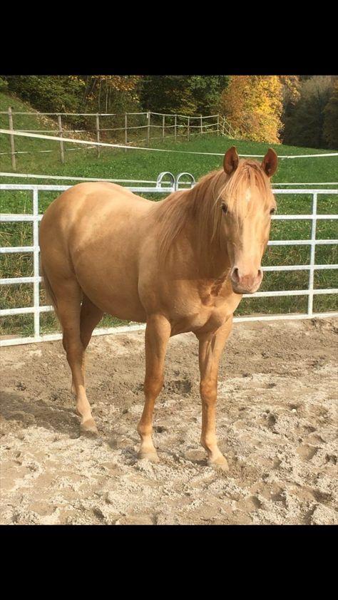 Perlino Horse, Horse Colours, Horse Colors, Palomino Horse, Horse Inspiration, Funny Horses, Quarter Horses, American Quarter Horse, Horse Aesthetic