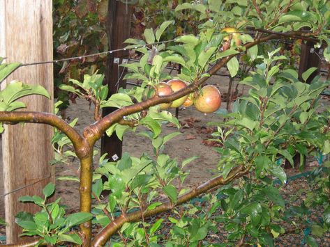 Espalier Fruit Trees, Fruit Growing, Orchard Tree, Plant Structure, Garden Vines, Apple Trees, Tree Base, Growing Fruit, Veggie Garden