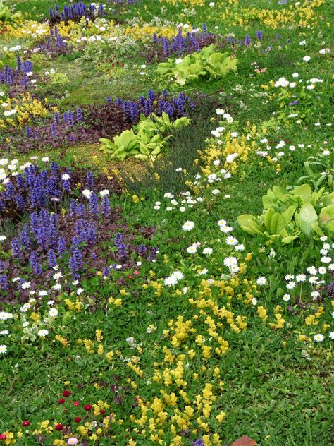 Lawn Ideas Landscaping, Lawn Garden Ideas, Lawn Edging Ideas, Chamomile Lawn, Grass Planting, Moss Lawn, Clover Lawn, Grass Alternative, Grass Edging