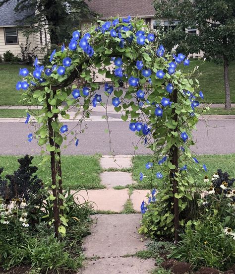 Beautiful Flower Gardens, Unique Landscaping, Front Yard Flowers, Yard Flowers, Morning Glory Flowers, Flower Gardens, Garden Yard Ideas, Garden Trellis, Gorgeous Gardens