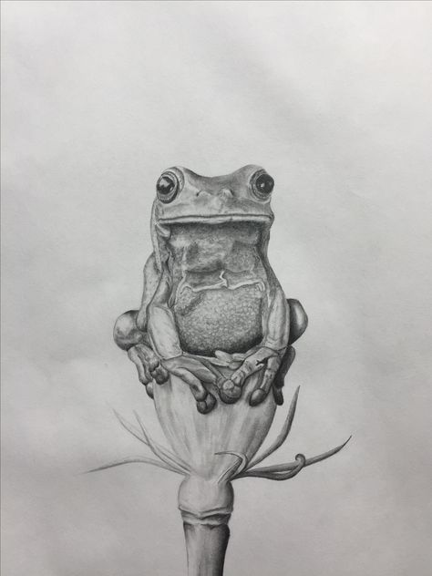 $ 60 Frog on a flower sketch. Orginal art, pencil drawing by Elena Whitman. Frog Pencil Drawing, A Flower Sketch, Frog Drawing Sketches, Frog On A Flower, Tree Frog Drawing, Draw Frog, Toad Drawing, Detailed Sketches, Frog Sketch