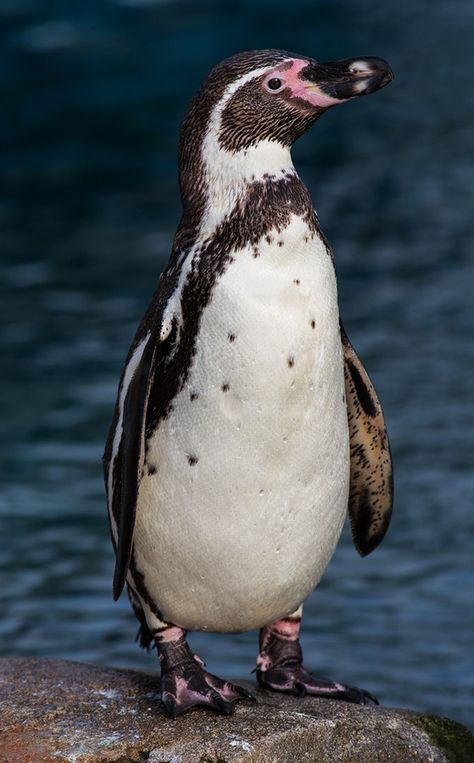 Penguin Sketch, Macaroni Penguin, Humboldt Penguin, Penguin Images, Flying Creatures, African Penguin, Penguin Craft, American Animals, I Love You Baby