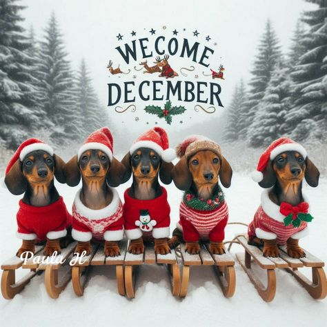 Christmas Puppies Pictures, Paw Wallpaper, Daschund Dog, Dachshund Quotes, Mini Puppies, Good Morning Funny Pictures, Dog Quotes Love, Dapple Dachshund, Dachshund Art