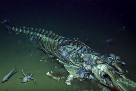 whale fall Decomposing Animal, Whale Fall, Dead Animals, Animal Skeletons, Vulture Culture, A Whale, In The Deep, California Coast, Ocean Creatures