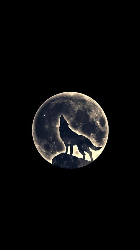 Dark Wolf Wallpaper, Black Wolf Wallpaper, Wolf Hd, Wolf Art Fantasy, Werewolf Aesthetic, Wild Animal Wallpaper, Wolf Silhouette, Lion Photography, Wolf Images