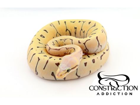 Scaleless Ball Python, Pet Snakes, Python Morphs, Python Regius, Beautiful Ball, Ball Python Morphs, Ball Pythons, Snake Lovers, Python Snake