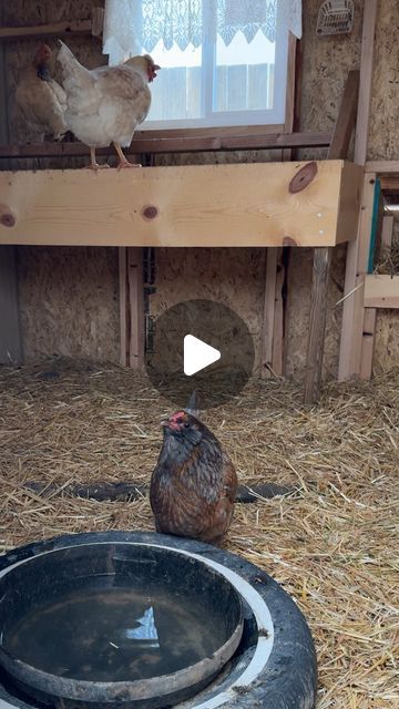 J a i m i e  E l m o - sustainability & homesteading on Instagram: "*for mild winter climates* this is a great electric free option to slow the process of freezing. 

Keeping your chickens water fresh and unfrozen in the winter can be a challenge without electricity. 

By using a rubber bucket and ping pong balls to keep the water moving around will help the water from freezing as fast!

What’s your watering system? 

#keepingchickens #backyardchickens #homesteadingtips #chickenwateringsystem" Chicken Watering System, Chicken Pens, Chicken Water Feeder, Chicken Care, Freezing Food, Chicken Waterer, Chicken Pen, Coop Ideas, Housing Ideas