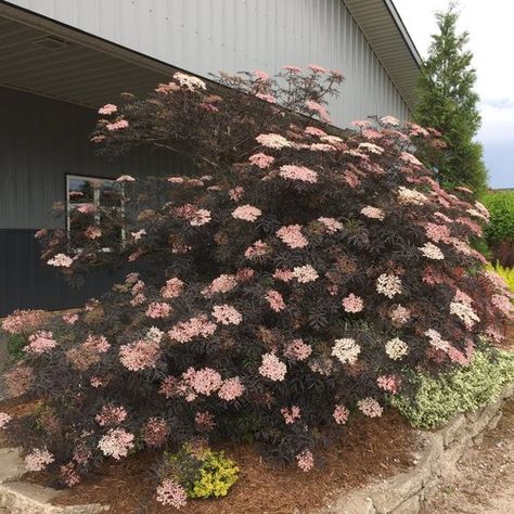 Sambucus Black Lace Elderberry Sambucus Black Lace, Elderberry Shrub, Black Lace Elderberry, Elderberry Plant, Proven Winners Plants, Proven Winners, Summer Plants, How To Attract Birds, Flowering Shrubs