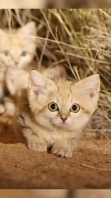 Sand Cats, Wild Cat Species, Sand Cat, Cat Species, Photography Wildlife, Desert Environment, Cats Meow, North Africa, The Sand