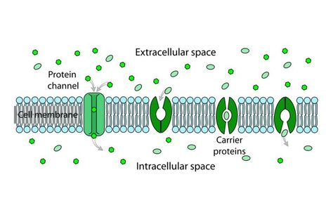 Diffusion: Passive Transport and Facilitated Diffusion: Facilitated Diffusion Facilitated Diffusion, Passive Transport, Biology Jokes, Cell Transport, Science Cells, Plant Activities, Powerpoint Slide Designs, Biology Lessons, Teaching Biology