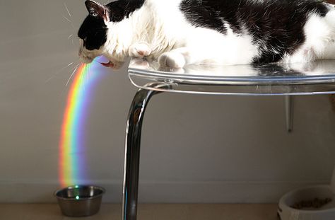 Stella?! Rainbow Puke, Indian Funny, Funny Dog Photos, Rainbow Cat, Taste The Rainbow, Funny Cat Pictures, Funny Cat Videos, Funny Graphics, Funny Animal Pictures