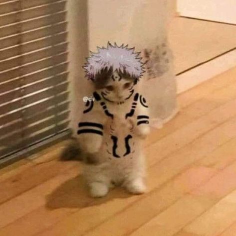 Wallpaper Gatos, Genos Wallpaper, Anime Kitten, Cat Profile, Cat Cosplay, Anime Villians, Swag Cartoon, Silly Cats Pictures, Cat Character