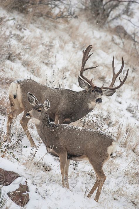 Draw Wolf, Deer Habitat, Mule Deer Hunting, Whitetail Deer Pictures, Mule Deer Buck, Deer Photography, Big Deer, Deer Photos, Deer Pictures