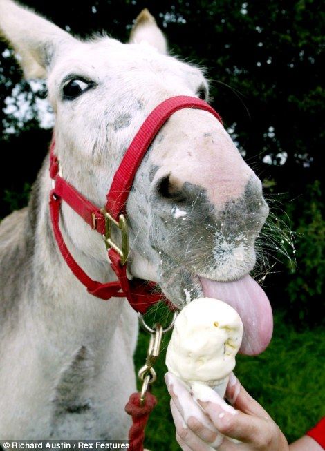 Chino the donkey enjoys an ice-cream at Pennywell farm in Buckfastleigh, Devon Horse Eating, Animal Eating, Eating Ice, Eating Ice Cream, Mini Horse, All The Pretty Horses, Draft Horses, The Donkey, 10 Picture