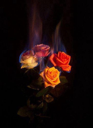 Just Pinned to D4rkR0se: https://ift.tt/2LxnSI9 https://ift.tt/2INyVLB Wallpaper Mawar, Rose On Fire, Burning Flowers, Burning Rose, Wallpaper Estetika, Výtvarné Reference, Aesthetic Roses, Fire Photography, Fire Flower