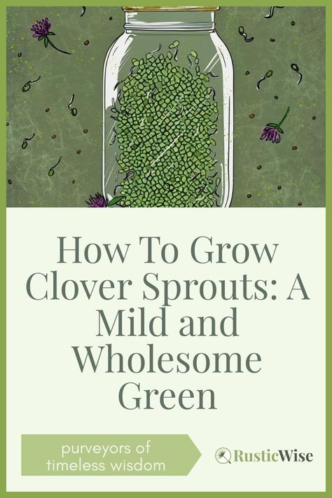 Benefits Of Red Clover, Sprouts Benefits, Clover Plant, Clover Seed, Light Purple Flowers, Alfalfa Sprouts, Sprouting Seeds, Red Clover, Most Nutritious Foods