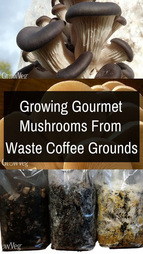 Mushroom Farming, Growing Mushrooms At Home, Grow Mushrooms, Mushroom Growing, Mushroom Cultivation, Garden Mushrooms, Oyster Mushrooms, Veg Garden, Backyard Farming