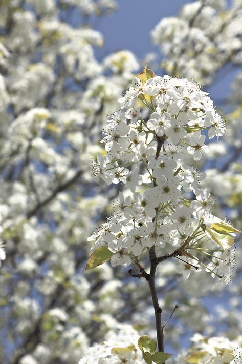 Pear Tree Blossom, Bradford Pear Tree, Pear Blossom, Pear Trees, Dyi Projects, Spring Landscape, Ink Drawing, Pear, Flower Garden