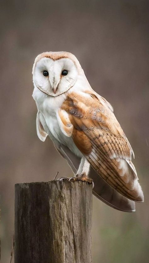 Owl Pictures Photography, Photos Of Owls, Animal Art Reference Photography, Beautiful Owl Photography, Animal Reference Photos For Artists, Barn Owl Photography, Owls Photography, Cute Owl Wallpaper, Pictures Of Owls