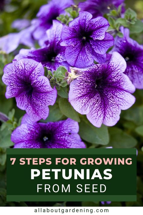 Are you trying to grow petunias from seed this season but aren't sure where to start? In this article we will go over everything you'll need to know to get started! Petunias From Seed, Petunia Care, Starting Plants From Seeds, Flower Planting Guide, Petunia Plant, Petunia Flower, Growing Seeds, Propagating Plants, Large Plants