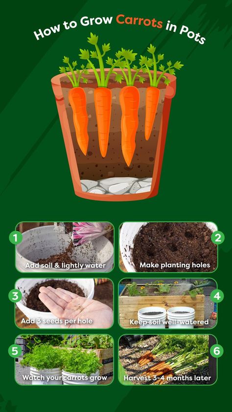 how to grow carrots in pots in 6 easy steps Apartment Vegetable Garden, Growing Vegetables From Seeds, Container Gardening Fruit, Grow Carrots, How To Plant Carrots, Rose Plant Care, Growing Vegetables In Pots, Growing Carrots, Small Vegetable Gardens