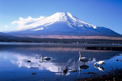 Gunung Fuji, Monte Fuji, Mont Fuji, Sacred Mountain, Yamanashi, Alpine Plants, Hakone, Mt Fuji, Mount Fuji