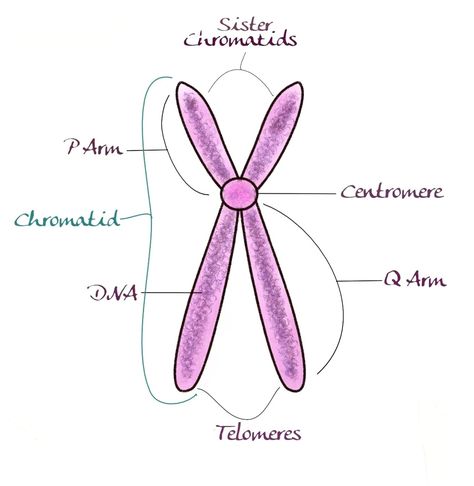 Basic components of chromosome Chromosomes Notes, Chromosome Structure, Cell Model, Cell Division, Front Page Design, Animal Cell, Green Wedding Dresses, Sketch Painting, Life Science