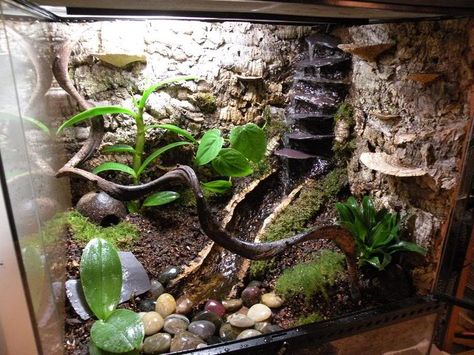 Image result for leopard gecko vivarium ideas Gecko Vivarium Ideas, Frog Vivarium Ideas, Home Aquarium Ideas, Leopard Gecko Food, Leopard Gecko Cage, Dart Frog Terrarium, Tree Frog Terrarium, Frog Vivarium, Dart Frog Vivarium