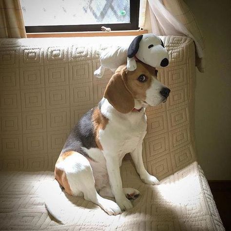 18 Pieces of Evidence Show Beagles The Worst Family Dogs Ever Beagle Facts, Baby Beagle, Pocket Beagle, Cute Beagles, Really Cute Dogs, Hunting Dog, Dog Rooms, Beagle Puppy, Beagle Dog