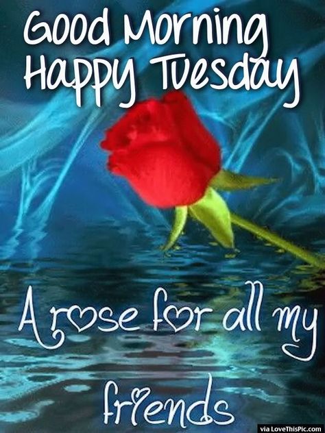 tuesday good morning friends | Good Morning Happy Tuesday A Rose For All Of My Friends Pictures ... Happy Tuesday Pictures, Tuesday Meme, Good Morning Happy Tuesday, Tuesday Quotes Good Morning, Tuesday Images, Tuesday Greetings, Happy Tuesday Friends, Bon Mardi, Happy Tuesday Quotes