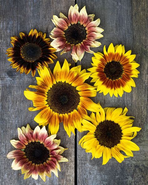 Time to start sowing sunflowers! A really useful edible flower! As well as seeds for snacking and the birds, you can sprout them for microgreens, you can also eat the unopened flower buds like globe artichokes and can roast the whole seed head and eat it like corn on the cob!  https://shegrowsveg.com/?s=sunflowers&post_type=product Bird Eating, Grow Vegetables, Seed Shop, Corn On The Cob, Heirloom Seeds, Edible Flowers, Flower Bud, Sunflower Seeds, The Birds