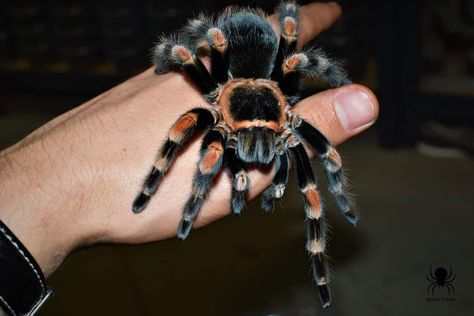 Name: Mexican Redknee Tarantula (Brachypelma hamorii); Range: Colima, Jalisco, & Michoacán, Mexico; Status: Vulnerable Arboreal Tarantula, Mexican Red Rump Tarantula, Mexican Redknee Tarantula, Costa Rican Zebra Tarantula, Tarantula Owner Memes