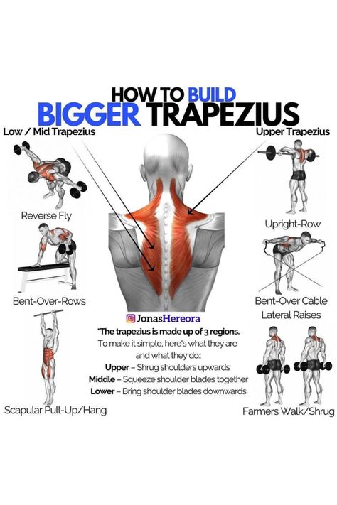 Lower Trap Exercises, Traps Workout At Home, Trapezius Workout, Facts About Health, Weighttraining Workout, Traps Workout, Workout Gym Routine, Gym Workout Guide, Gym Workout Chart