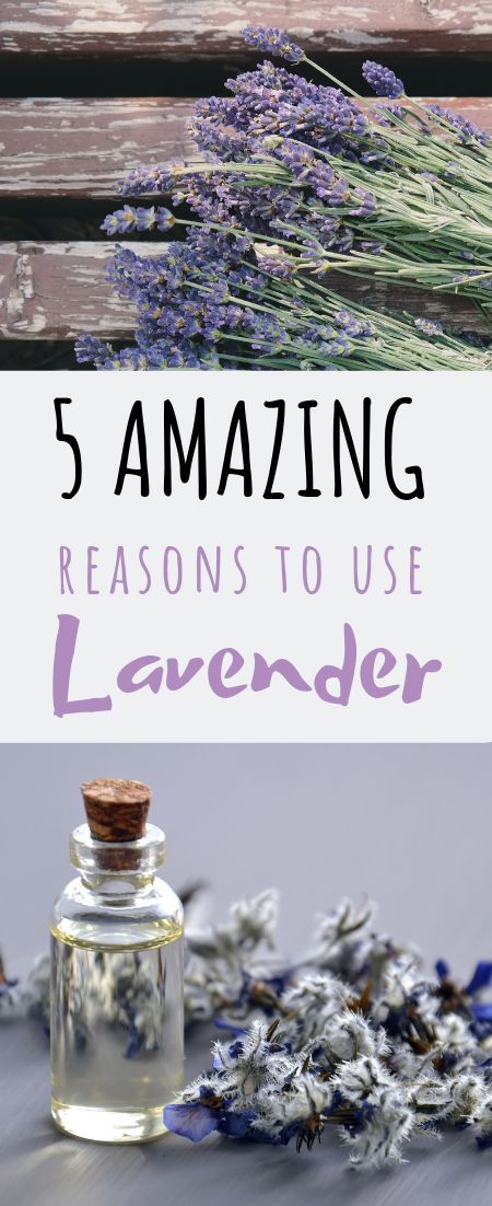 Lavender For Headaches, Benefits Of Lavender Essential Oil, Lavender Oil Benefits, Benefits Of Lavender, What Is Water, St David, For Headaches, Lavender Benefits, Daily Health Tips