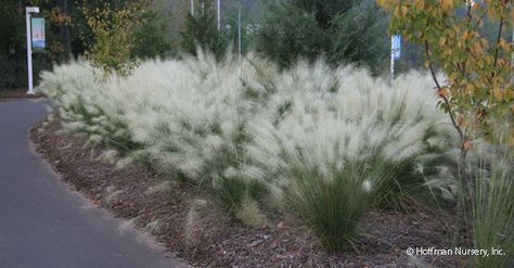 http://hoffmannursery.com/plants/muhlenbergia-capillaris-white-cloud/ - Google Search Puglia Garden, Xeriscape Colorado, Xeriscape Ideas, Colorado Gardening, Xeriscape Plants, Prairie Planting, Garden Spotlights, Colorado Landscape, Fountain Grass