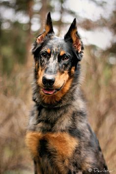 Blue Heeler Doberman Mix Dog Ultrasound, Dog Goals, Doberman Mix, Pharaoh Hound, Dapper Dogs, Australian Shepherd Mix, Doberman Dogs, Herding Dogs, Australian Shepherds