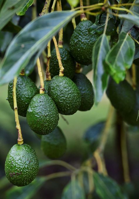 Mexico avocados see biggest price jump in 10 years Fast Growing Evergreens, Avocado Plant, Grow Avocado, Garden Catalogs, Avocado Fruit, Avocado Tree, Fresh Avocado, Green Fruit, Evergreen Trees