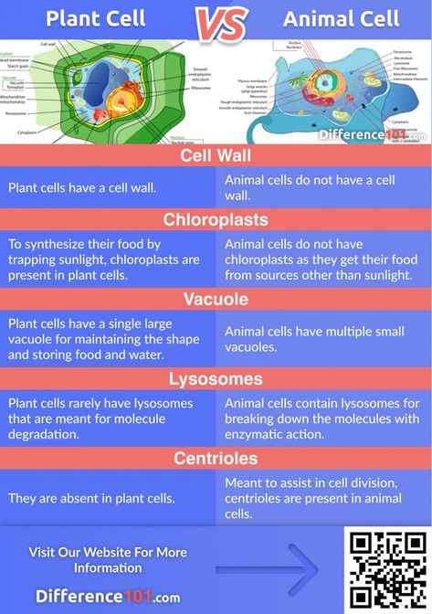 Plant Cell vs. Animal Cell: Apart from being a type of eukaryotic cells meant to carry on all the essential life processes, plant and animal cell parts have many structural differences. Where plant cells have a fixed rectangular shape, animal cells are irregular in shape. While animal cells are devoid of chloroplasts and cell walls, they are important elements of a plant cell. Plant Vs Animal Cell, Plant Cell Vs Animal Cell, Animal Cell And Plant Cell, Plant Cell Functions, Plant Cell And Animal Cell, Animal Cell Parts, Animal Cell Structure, Plant Cell Project, Plant Cell Structure