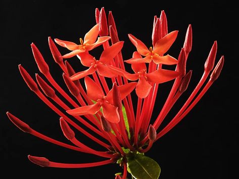 Ixora Flower, Ixora Coccinea, Autumn Flowering Plants, Madder Plant, Full Sun Flowers, Container Gardening Flowers, Flower Red, Pollinator Garden, Summer Plants