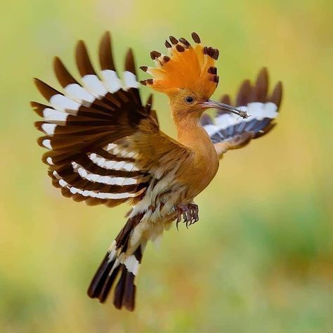 Eurasian Hoopoe (Upupa epops), Czech Republic. Photo: Petr Muláček. Hoopoe Bird, Most Beautiful Birds, Exotic Bird, Rare Birds, All Birds, Bird Pictures, Exotic Birds, Arte Animal, Sea Birds