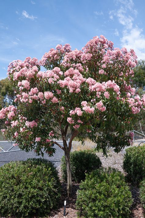 Australian Native Trees Garden Ideas, Australian Native Front Yard, Australian Flower Garden, Australian Garden Ideas, Wildflower Nursery, Australian Garden Design, Flowering Gum, Bush Garden, Australian Trees