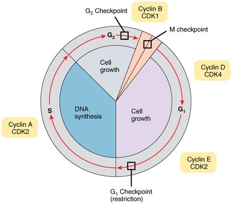 The Cell Cycle, Somatic Cell, Eukaryotic Cell, Dna Replication, Tissue Types, Online Textbook, Cell Cycle, Cell Division, Cell Growth