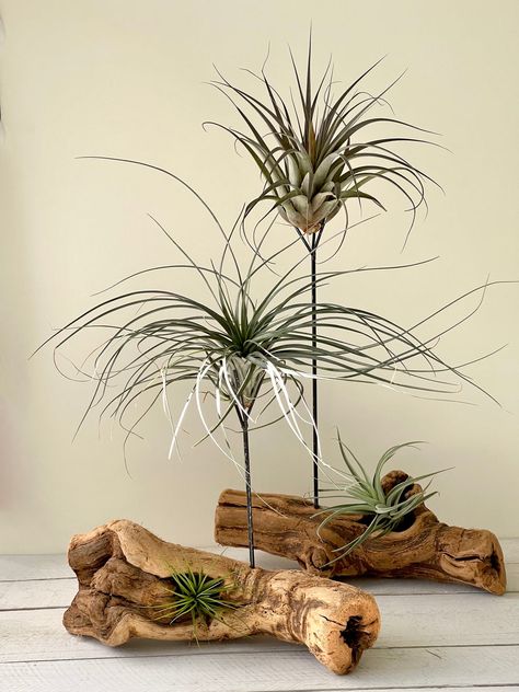 Tillandsia Cristi galli Air Plant – Succulent Artworks Air Plant Stand, How To Display Air Plants, Airplant Care, Diy Air Plant Holder, Air Plant Display Ideas, Air Plant Art, Warm Bedroom Colors, Tillandsia Display, Air Plants Diy