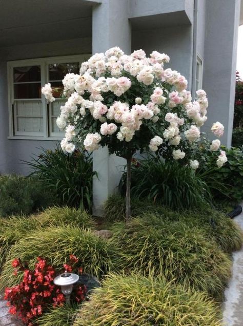 Iceberg patio tree rose requires little extra care and is one of the most  popular tree Gardening Aesthetic, Patio Trees, Rose Tree, Flowering Tree, Home Yard, Rose Seeds, Front Landscaping, Perennial Herbs, Decoration Garden